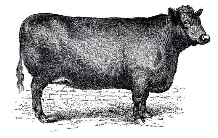 cow